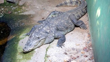 Hayvanat bahçesindeki timsah hayvan, hayvan konsepti.