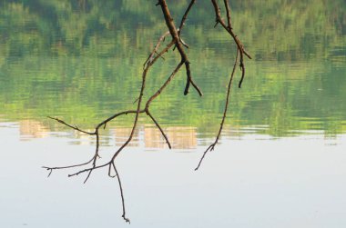 Doğanın güzel manzarası, göletin üzerindeki ağaç.