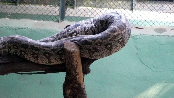 Vista Vicino Del Serpente Nello Zoo — Foto Stock
