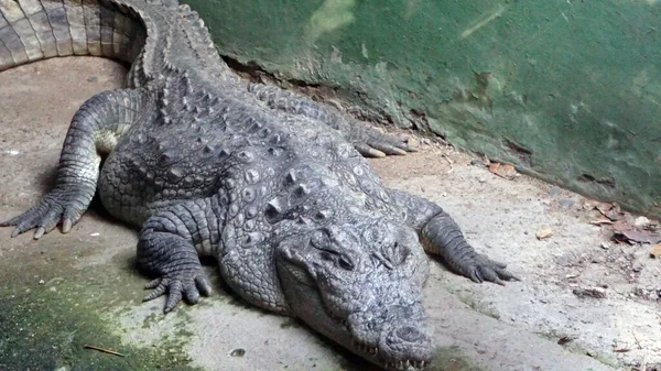 alligator animal in the zoo, fauna concept