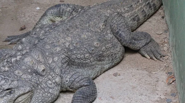 Alligator Animal Dans Zoo Concept Faune — Photo