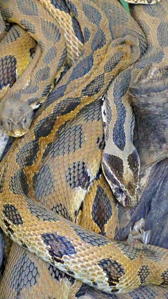 Close Snakes Fauna Concept — Stock Photo, Image