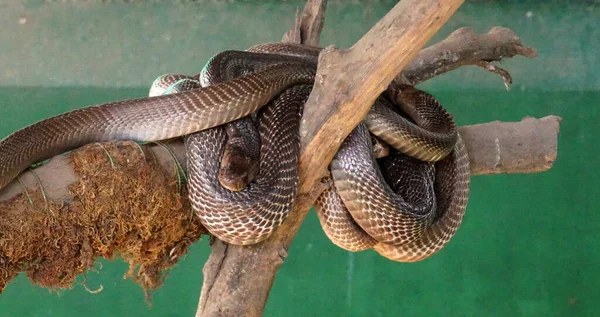 Close View Snakes Zoo — Stock Photo, Image