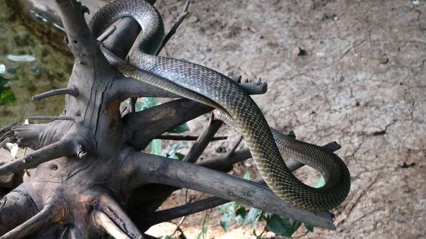 Vista Cerca Las Serpientes Zoológico — Foto de Stock