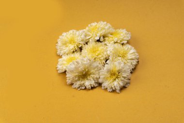 Sarı arka planda güzel kasımpatı çiçeklerinin yakın plan görüntüsü