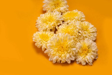 Sarı arka planda güzel kasımpatı çiçeklerinin yakın plan görüntüsü