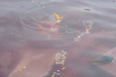 AMRAVATI, MAHARASHTRA, INDIA 23 SEPTEMBER 2018 : Unidentified faithful people immersing Idol of Lord Ganesha in artificial water body on the day of visarjan.