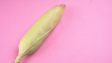 raw corn head on pink colored background