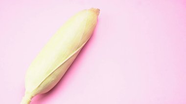 raw corn head on pink colored background