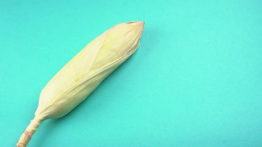 raw corn head on blue colored background