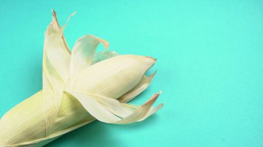 raw corn head on blue colored background