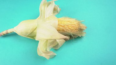 raw corn head on blue colored background