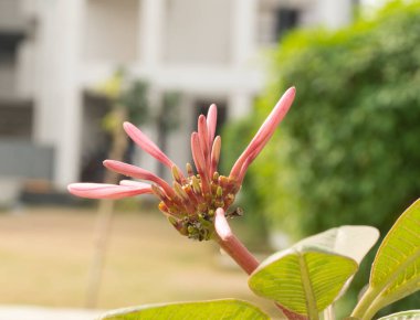 pink flower in the garden on blurred background