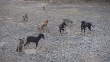 Ormanda terk edilmiş bir grup şirin yavru.