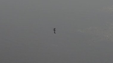 Ördeklerin yiyecek arama ve balık yakalamak için suya dalma görüntülerini yakından izliyoruz.