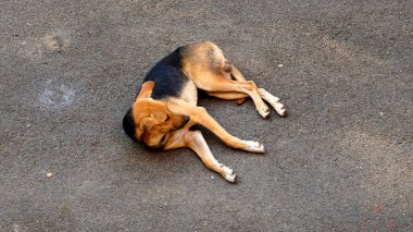 Köpek yerde yatıyor.