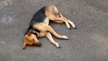 Köpek yerde yatıyor.