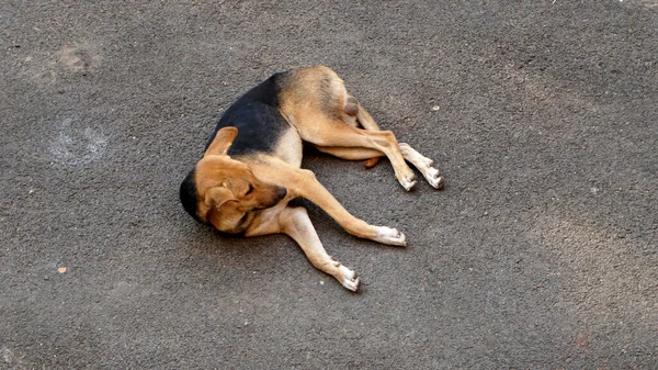 Hund Liegt Auf Dem Boden — Stockfoto