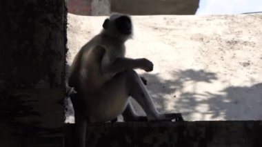 maymun sokakta oturup yemek yiyor.