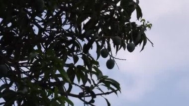 Olgunlaşmamış meyveler mavi gökyüzü arka planındaki ağaçta yetişiyor.