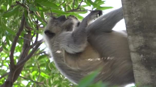 Małpa Siedząca Drzewie — Wideo stockowe