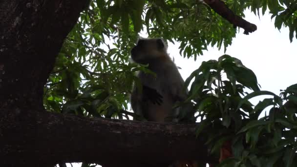 Monkey Sitting Tree — Stock Video