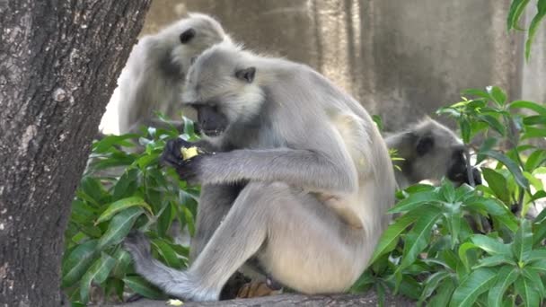 Maymunlar Sokakta Oturup Yemek Yiyor — Stok video