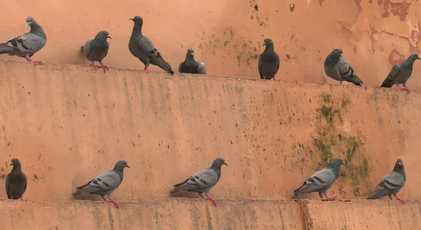 群在城市街道上的鸽子 — 图库照片