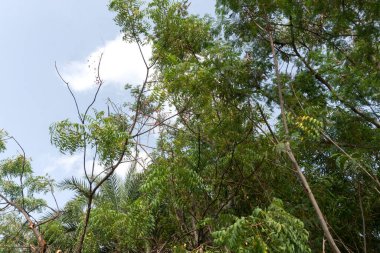 Ormanda yeşil ağaçlar 