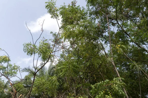 stock image green trees in the forest 