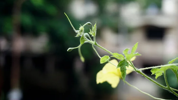 Bahçede Yeşil Yapraklı Sarı Çiçek — Stok fotoğraf
