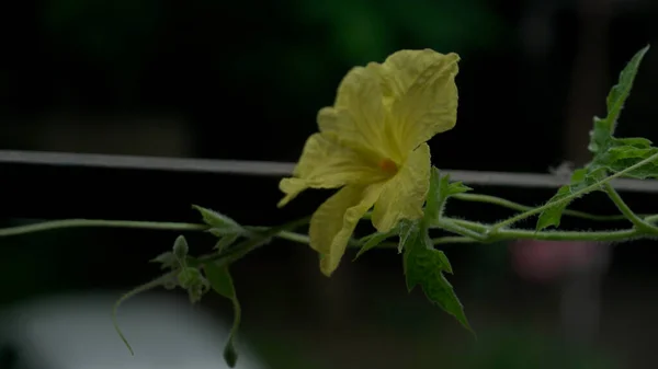 Žlutý Květ Zelenými Listy Zahradě — Stock fotografie
