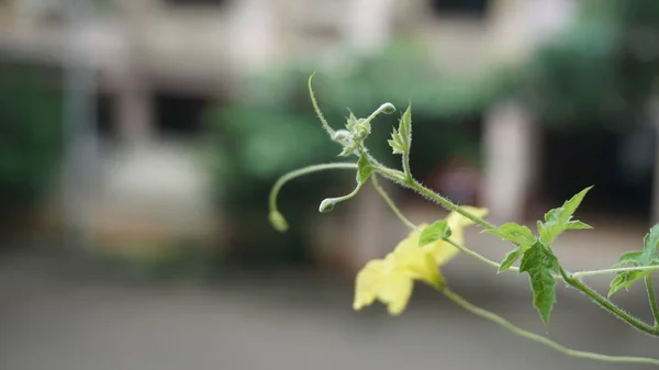 Жовта Квітка Зеленим Листям Саду — стокове фото