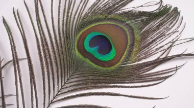 Beyaz arkaplandaki tavus kuşu tüyü görünümünü kapat