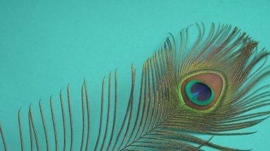 Turkuaz arka planda tavus kuşu tüyünün görüntüsünü kapat