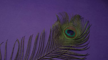 Mor arkaplandaki tavus kuşu tüylerinin görüntüsünü kapat