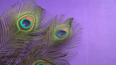 Mor arkaplandaki tavus kuşu tüylerinin görüntüsünü kapat