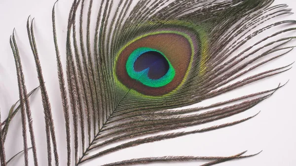 Beyaz Arkaplandaki Tavus Kuşu Tüyü Görünümünü Kapat — Stok fotoğraf