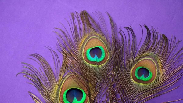 紫色背景的孔雀羽毛近景 — 图库照片