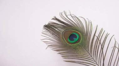 Beyaz arkaplandaki tavus kuşu tüylerinin görüntüsünü kapat