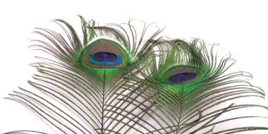 Beyaz arkaplandaki tavus kuşu tüylerinin görüntüsünü kapat