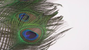 Beyaz arkaplandaki tavus kuşu tüylerinin görüntüsünü kapat