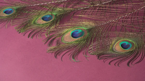 粉红背景的孔雀羽毛近景 — 图库照片