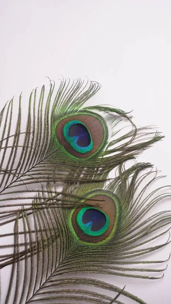 Close View Peacock Feathers White Background — Stock Photo, Image