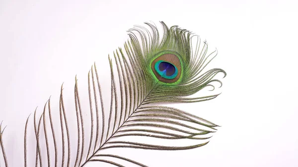 Close View Peacock Feathers White Background — Stock Photo, Image