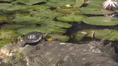 Göletteki kaplumbağa manzarası