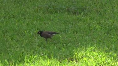 çimenlerin üzerinde yürüyüş kuş