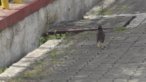 Pták Kráčející Kamenných Dlaždicích Městě — Stock video