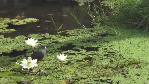 Ptak Stawie Kwiatami Lotosu — Wideo stockowe