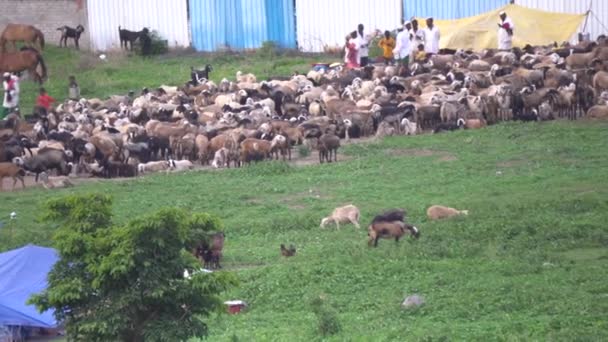 院子里放羊的人 — 图库视频影像